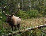 Elk bull