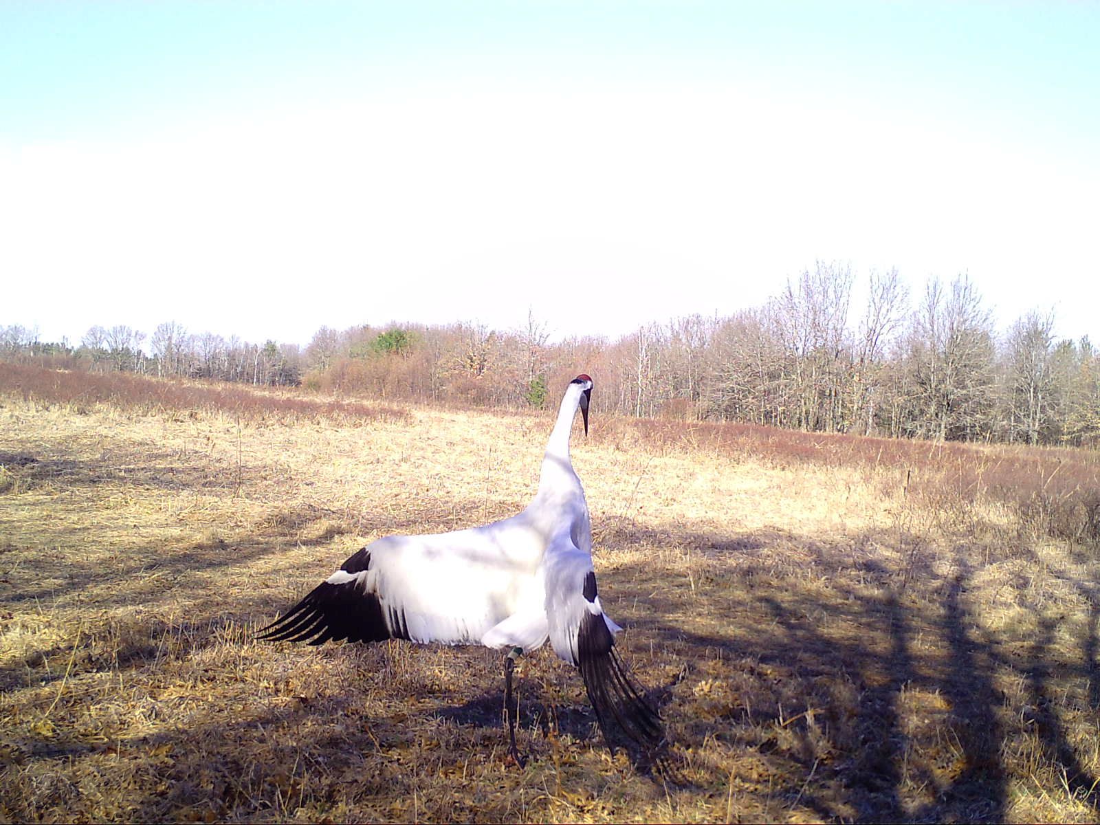 Whooping Crane Sighting Snapshot Wisconsin