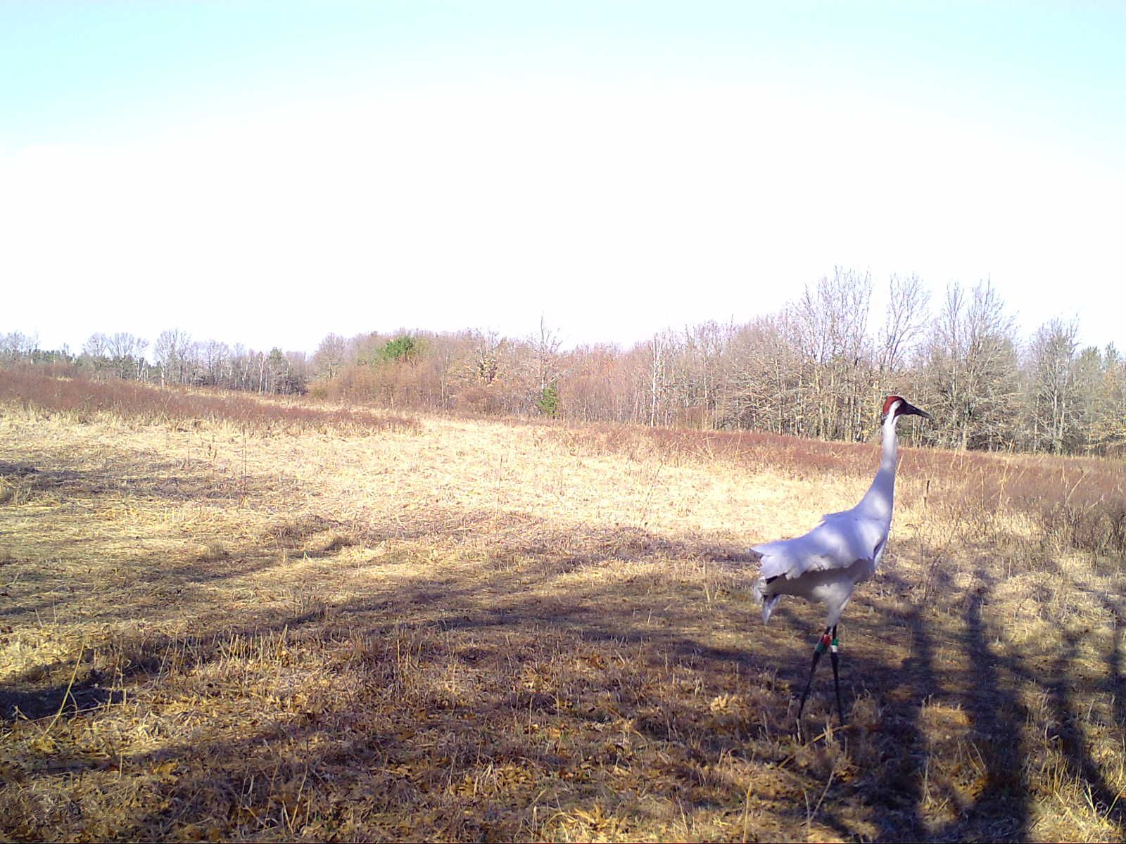 Whooping Crane Sighting Snapshot Wisconsin